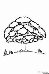 Tree Coloring Pages Oak Trees Life Color sketch template