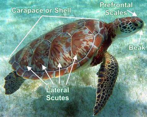 green sea turtle shell