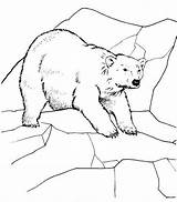 Polar Carnivores sketch template