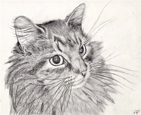 por amor al arte dibujos impresionantes hechos  lapiz black cat drawing cute cat drawing