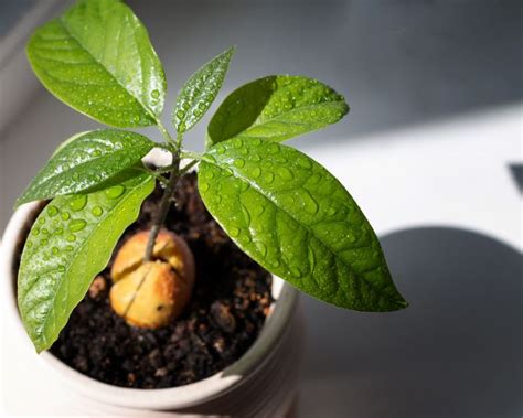 How To Grow An Avocado Tree From Seed With Pictures Smart Garden Guide