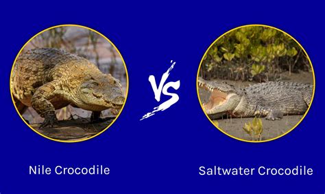 epic battles  largest nile crocodile    saltwater crocodile