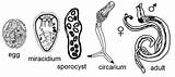 Trematode Stages Lifecycle  Trematoda Wikipedia Schistosoma sketch template