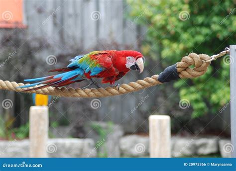 parrot   rope stock photo image  entertainment