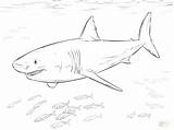 Shark Whale Coloring Getdrawings sketch template
