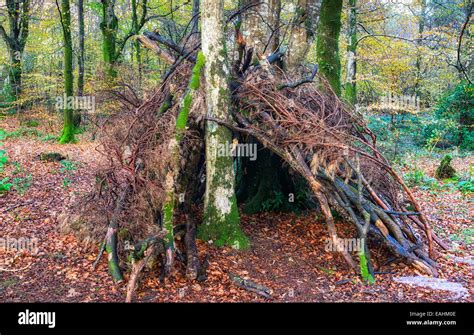 bivouac survival shelter   woods   sticks  branches stock photo royalty