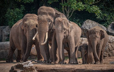longtime matriarch  chester zoos elephant family  sadly died