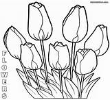 Coloring Flower Pages Flowers Rose Sheet Print sketch template