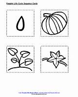 Cycle Pumpkins Sequencing Worksheets Lifecycle Curriculum Childcare sketch template