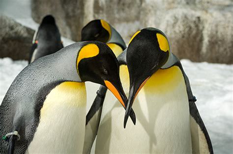 Penguins Reproduction