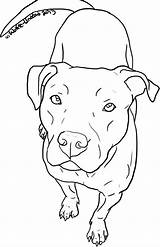 Pitbull Coloring Pit Pages Drawing Dog Line Clipart Face Drawings Bull Puppy Easy Pitbulls Undead Head Realistic Wolfie Dogs Animal sketch template