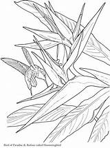 Kolibri Oiseau Dover Paradis Bloom Siluetas Doverpublications Malvorlagen sketch template