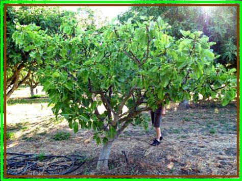 fig trees  sale big discount  tree types