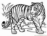 Mewarnai Harimau Coloringhome Mammals Hewan Animal Pemandangan Bengal sketch template