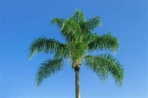 images branch sky palm tree botany tropical plant caribbean
