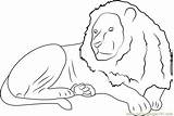 Lion Sitting Coloring Pages Coloringpages101 Mammals sketch template