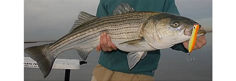 striped bass   poor model  recreational fishery management