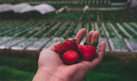 Strawberry Picking In La Trinidad Benguet Out Of Town Blog