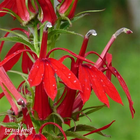 cardinal flower flower essence grandparents   forest