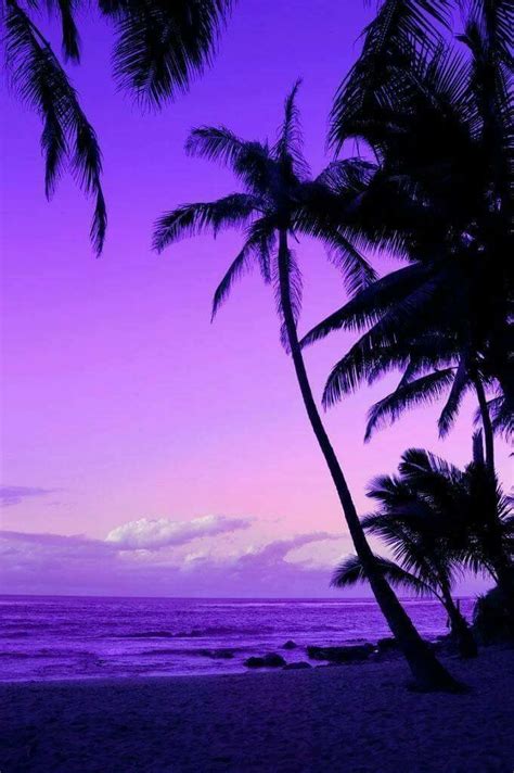 palm tree purple sunset beautiful sunset beautiful landscapes