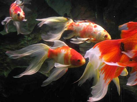 goldfish aquatic animals