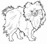 Pomeranian Coloring Pages Dog Puppy Outline Drawing Printable Chihuahua Color Print Dogs Newfoundland Koirat Book Väritystehtäviä Bing Koirarodut Supercoloring Pienet sketch template