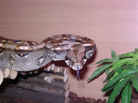 midlands bci  bcc boa female leicester reptile forums