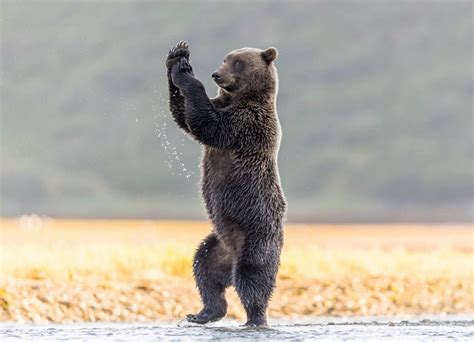 psbattle grizzly bear standing  rphotoshopbattles