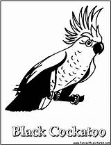 Cockatoo Coloring Pages Animal Colouring Printable Fun Designlooter Popular 07kb 1050px sketch template