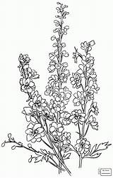Delphinium Larkspur Coloring Drawing Flower Tattoo Pages Drawings Outline Clipart Getdrawings Flowers Supercoloring Tattoos Delphiniums Printable Visit Draw Choose Board sketch template