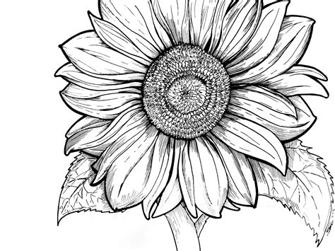sunshine sunflower coloring pages  adults