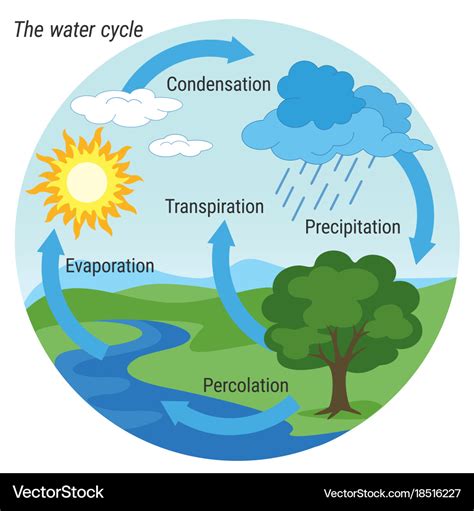 water cycle colour royalty  vector image vectorstock