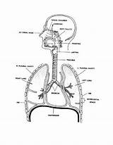 Respiratory Human Physiology Anatomy Lungs Getdrawings Coloringhome sketch template