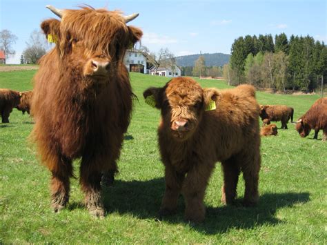highland cattle   arent angus   babies  sooo cute