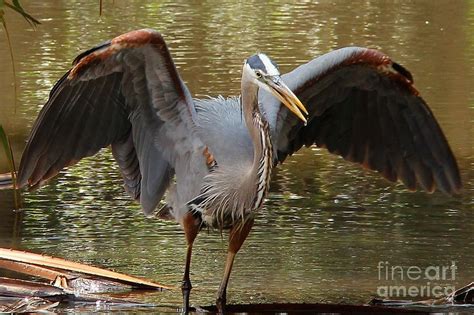 blue heron wings spread photograph by phil huettner