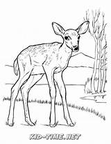 Coloring Fawn Deer Book Pages Animals Sheets sketch template