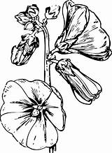 Hollyhock Rysunek Kwiat Malwy Malwa Kwiaty Kolorowanki Druku Obraz Ołówek Biały Tło Svgsilh sketch template
