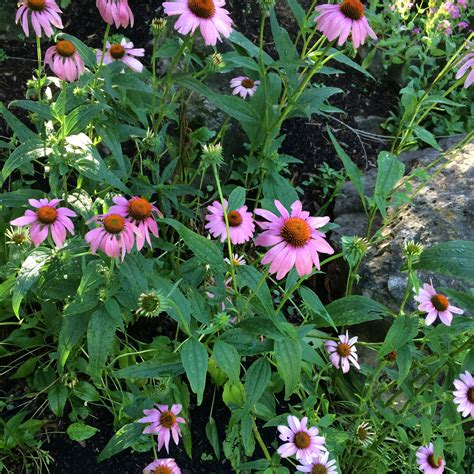 cone flowers   munched     critters