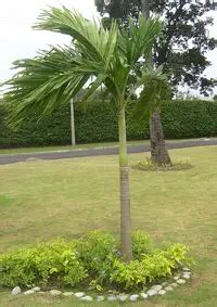 christmas palm tree veitchia merrillii