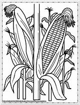 Maize Coloring Plants Kids Pages Coloringbay sketch template