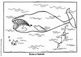 Greenland Baleine Whale Designlooter Colorier Hellokids sketch template