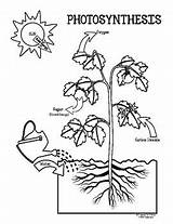 Photosynthesis Cellular Respiration sketch template