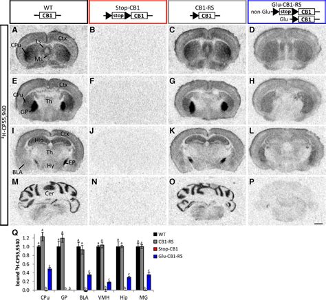 Cannabinoid Cb1 Receptor In Dorsal Telencephalic Glutamatergic Neurons