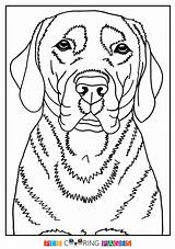Coloring Labrador Retriever Pages Lab Dog Yellow Getcolorings Printable Getdrawings Color Print Colorings sketch template