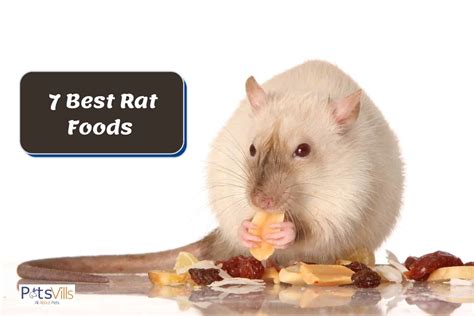 rat foods   balanced diet  review
