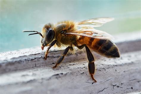 angry bees produce  venom effective treatment  degenerative  infectious diseases