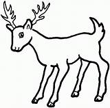 Coloring Pages Buck Doe Popular Deer sketch template