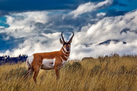 pronghorn animal antelope hd wallpaper