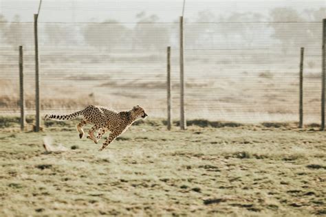 Not So Fast Why India’s Plan To Reintroduce Cheetahs May Run Into