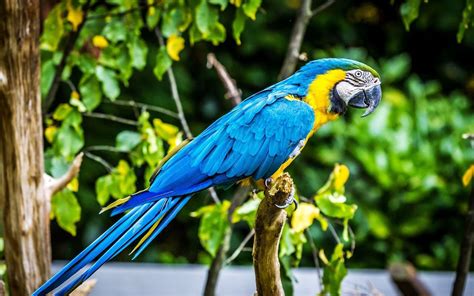 macaw parrot bird tropical  wallpaper   wallpaperup